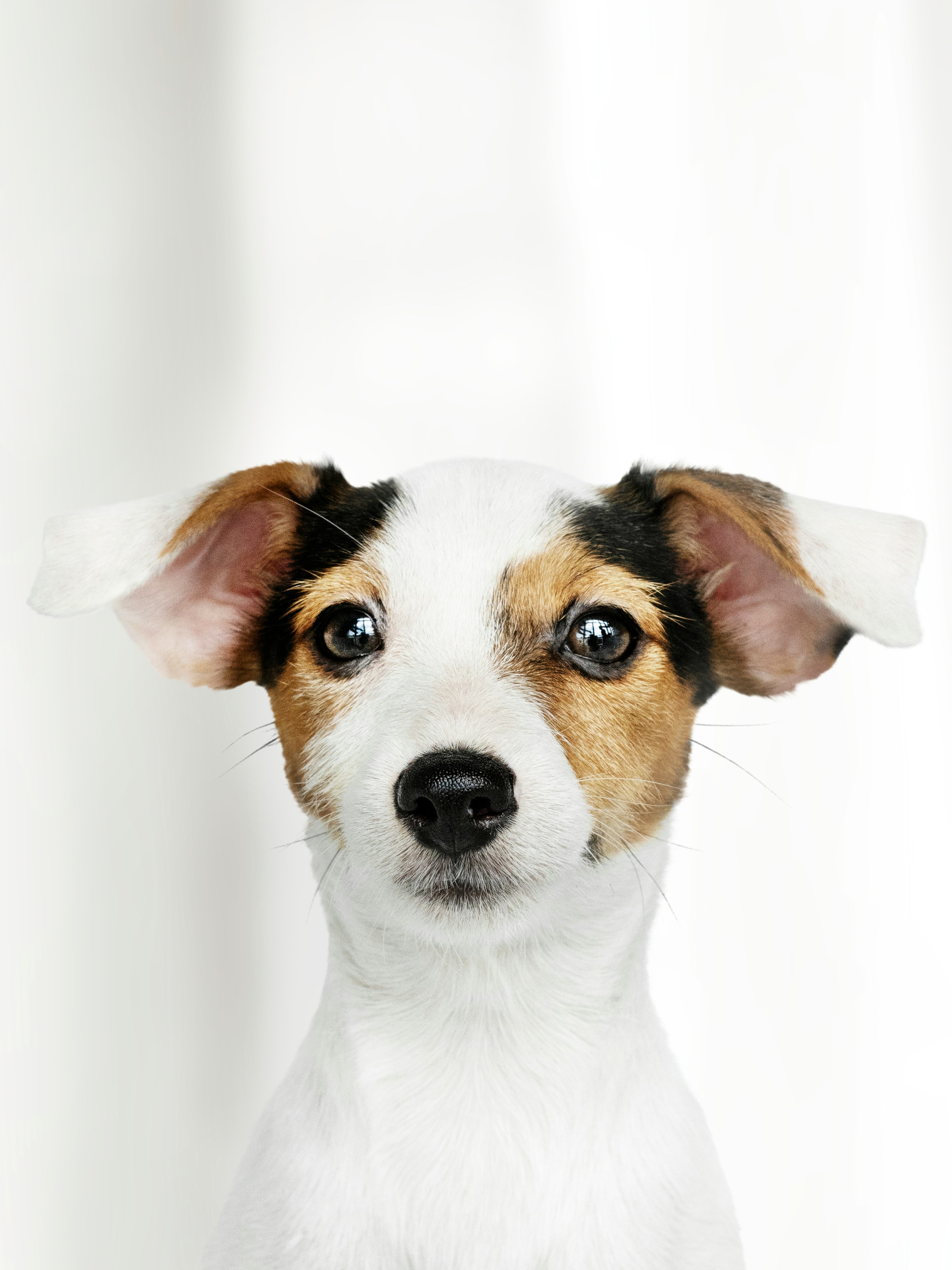 veterinary reference frame 2